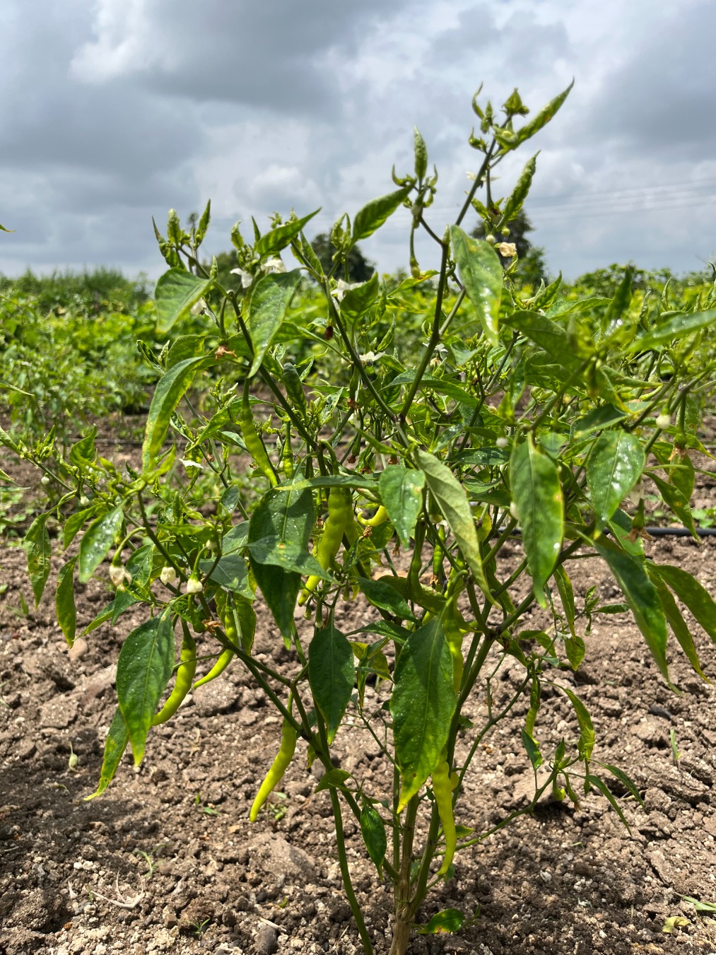 Green Chilli (Mirchi)